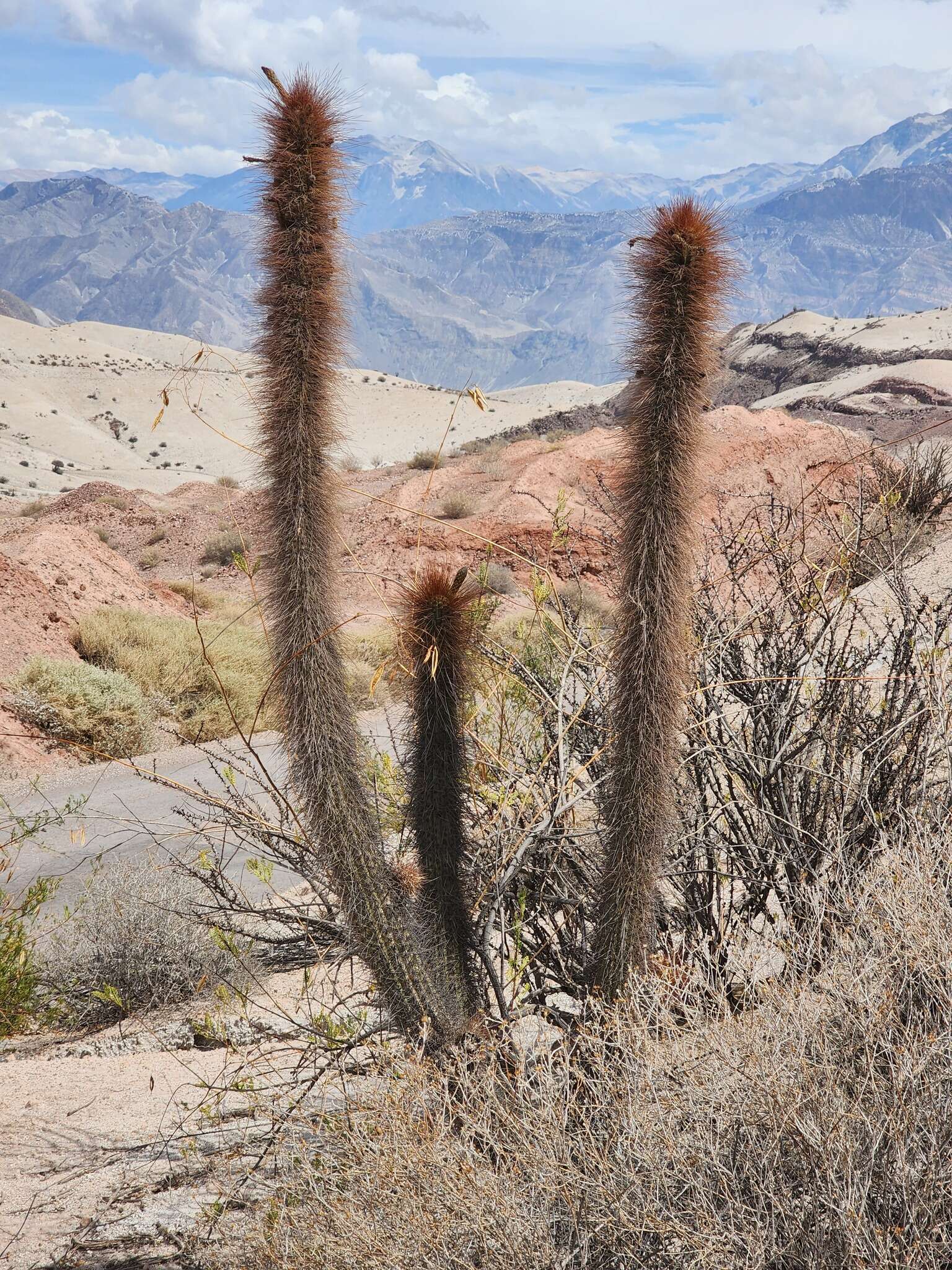 Weberbauerocereus weberbaueri (K. Schum.) Backeb.的圖片