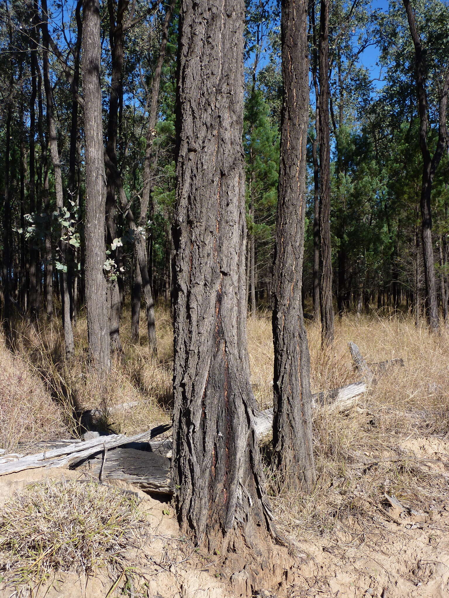 Image of Eucalyptus melanophloia subsp. melanophloia