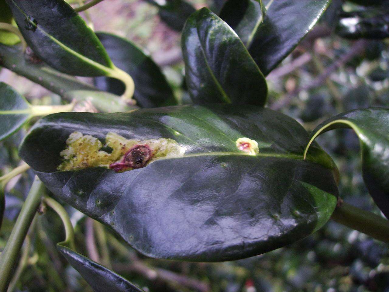 Image of English holly