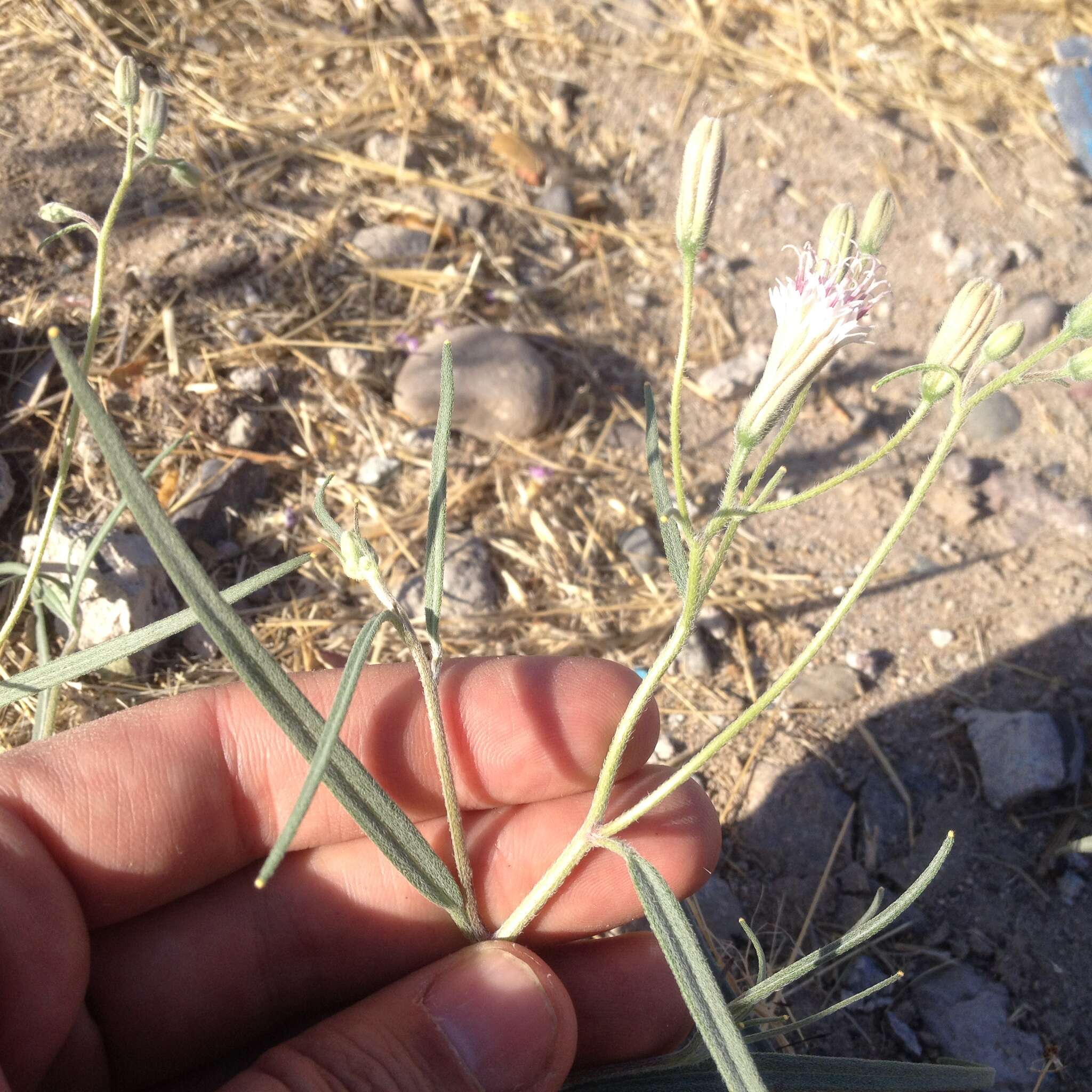 Image of Palafoxia linearis (Cav.) Lag.