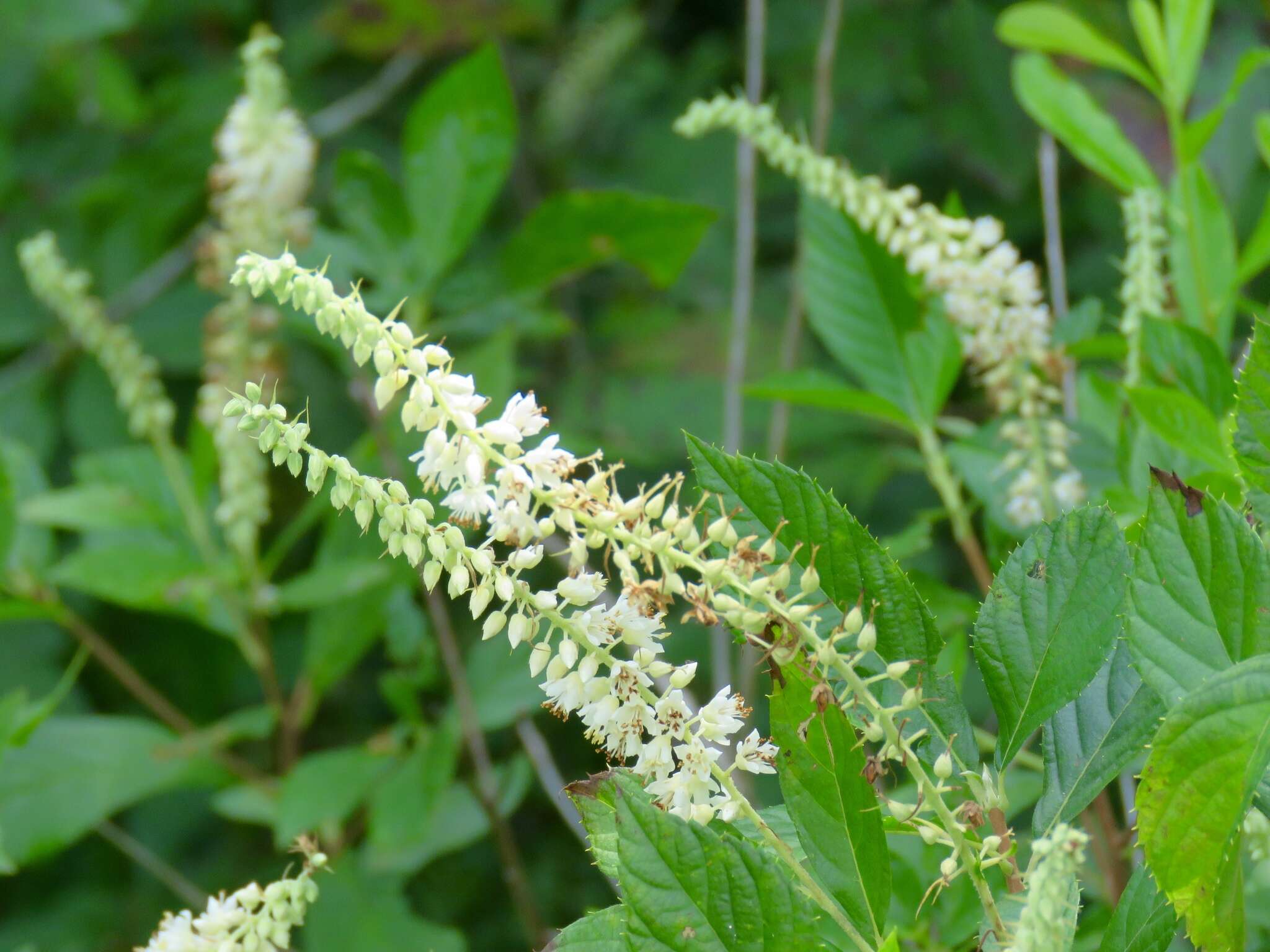 Image of coastal sweetpepperbush