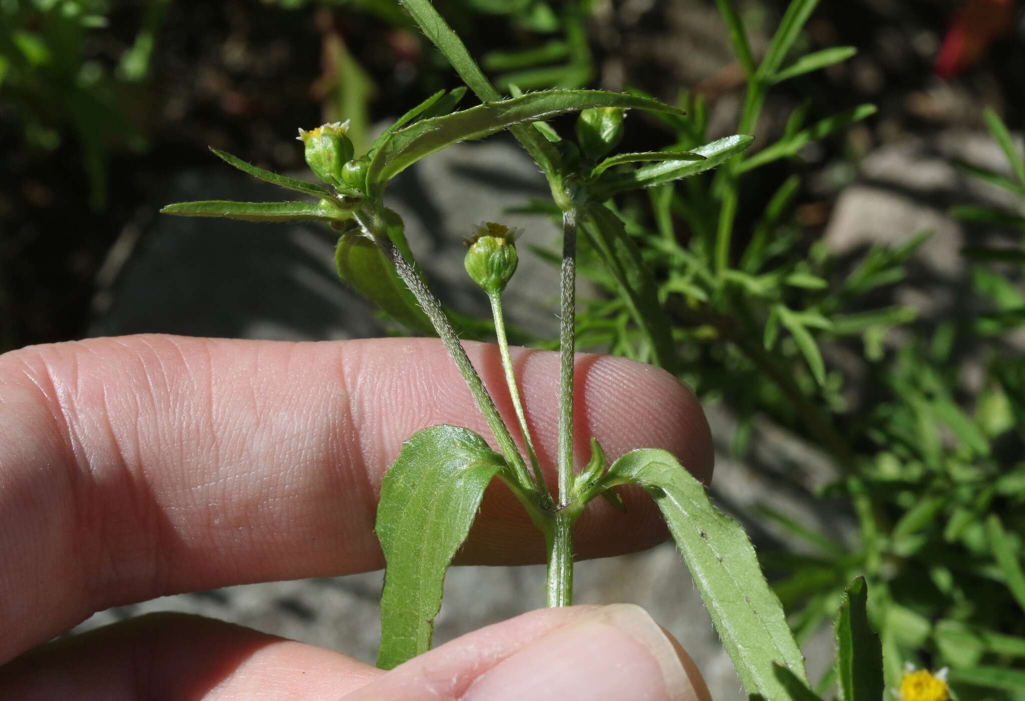 Galinsoga parviflora Cav. resmi