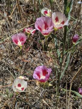 Image of redspot clarkia