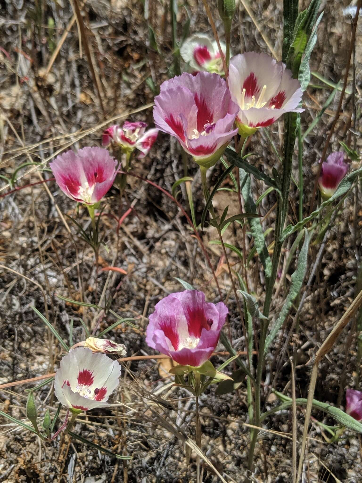 Image of redspot clarkia