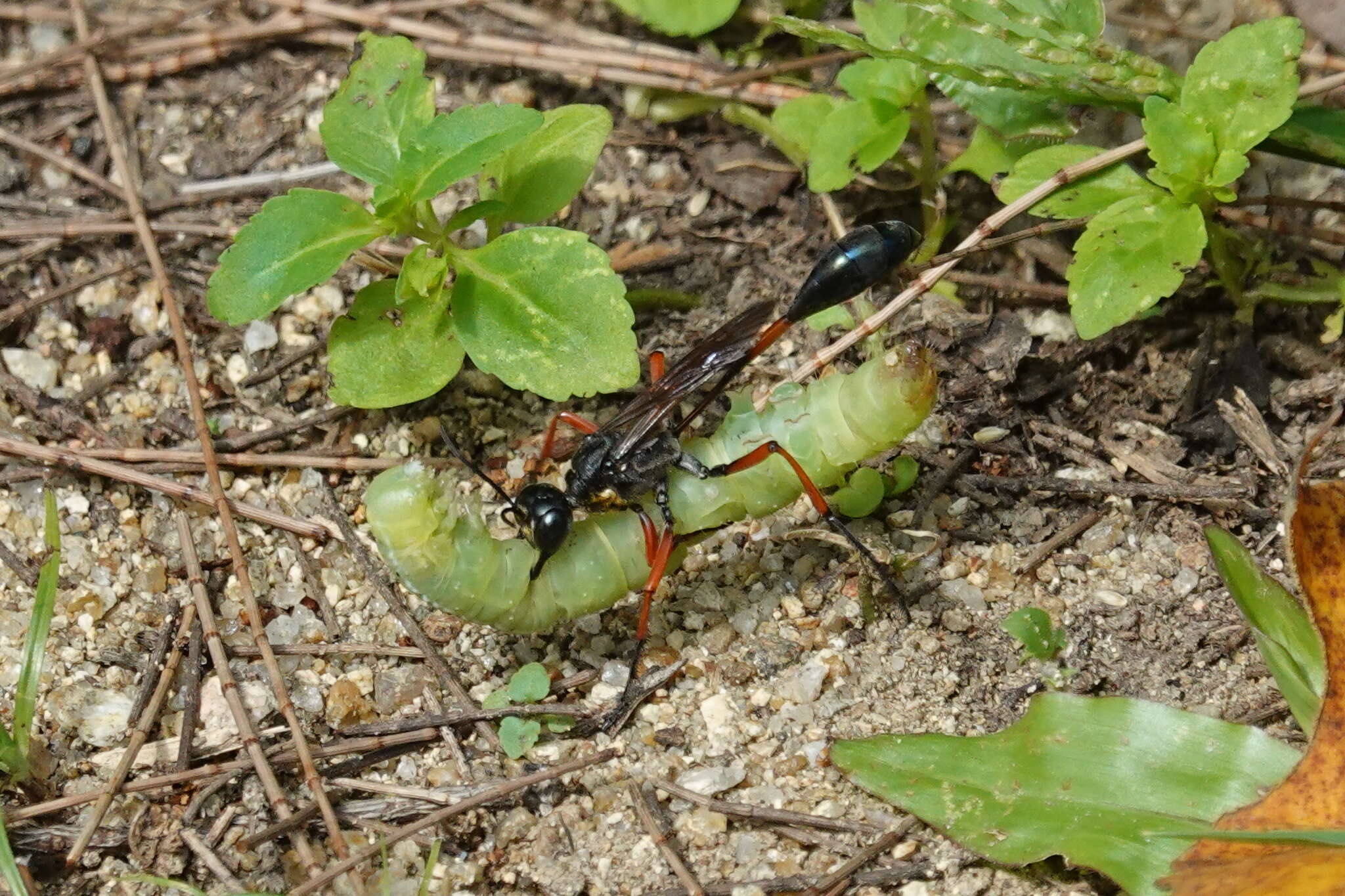 Ammophila clavus (Fabricius 1775) resmi