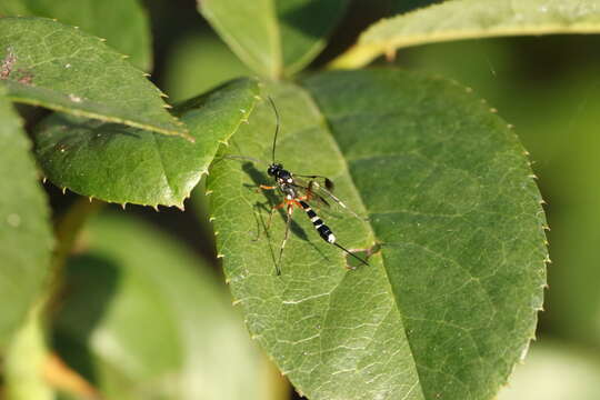 Image of Leptobatopsis