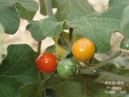 Image of Solanum violaceum Ortega