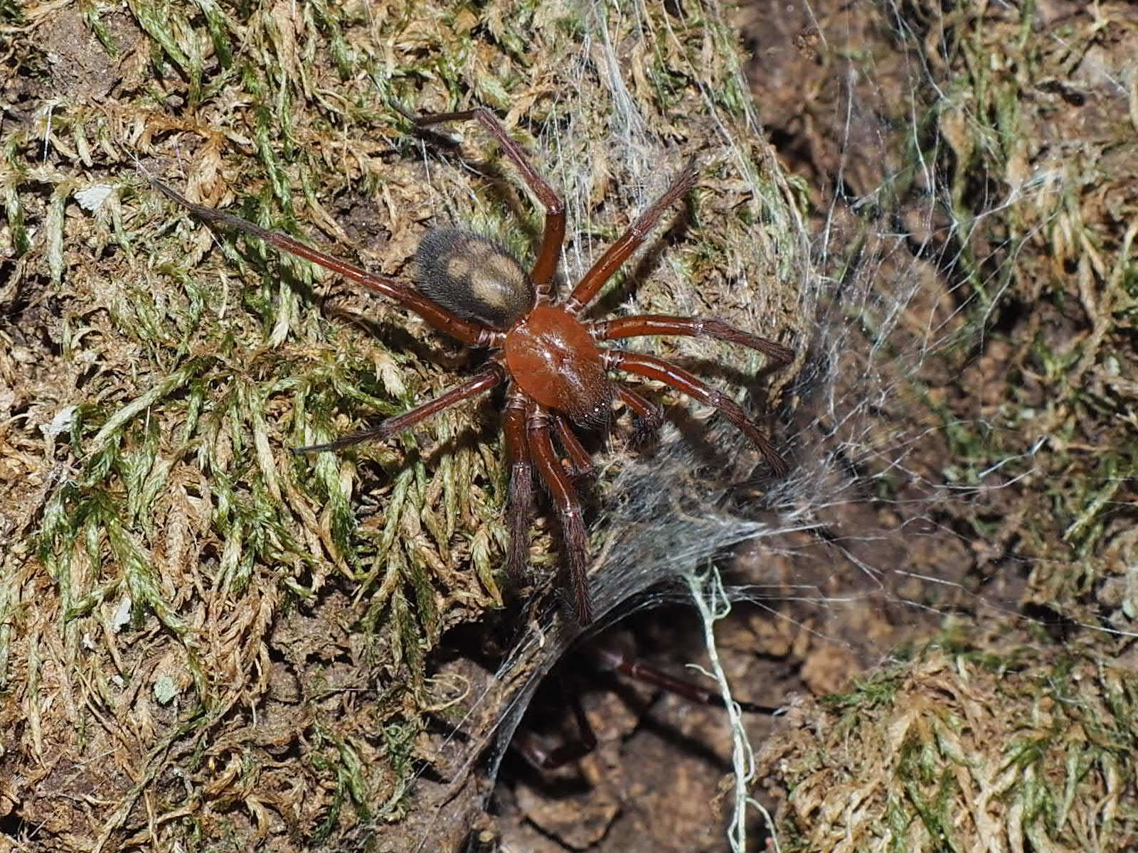 Image of Callobius olympus (Chamberlin & Ivie 1947)