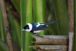 Image of Pied Monarch