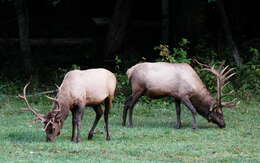 Image of North American elk