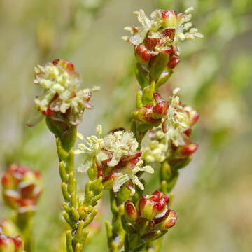 Image of Passerina truncata (Meissn.) Bredenk. & A. E. van Wyk