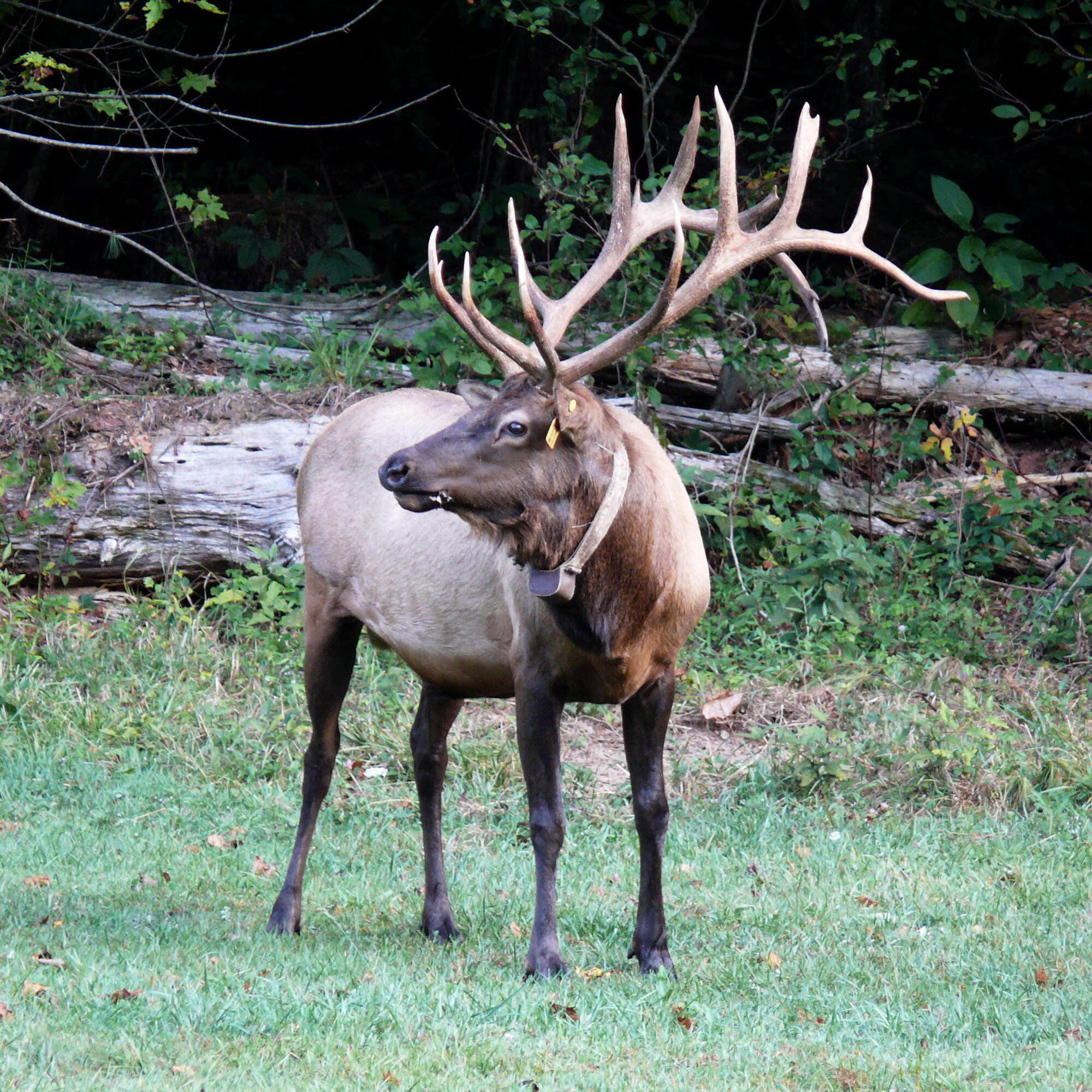 Image of North American elk