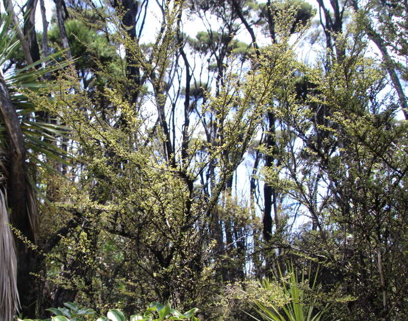 Imagem de Coprosma parviflora Hook. fil.