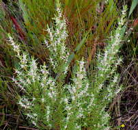 Image of Grubbia rosmarinifolia subsp. rosmarinifolia