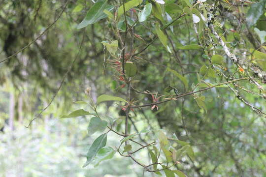 Image of Taxillus liquidambaricola (Hayata) Hosok.