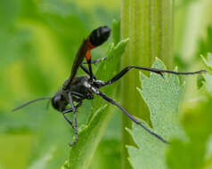 Image of Ammophila pubescens Curtis 1836
