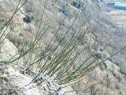 Image of Ephedra distachya subsp. helvetica (C. A. Mey.) Asch. & Graebn.