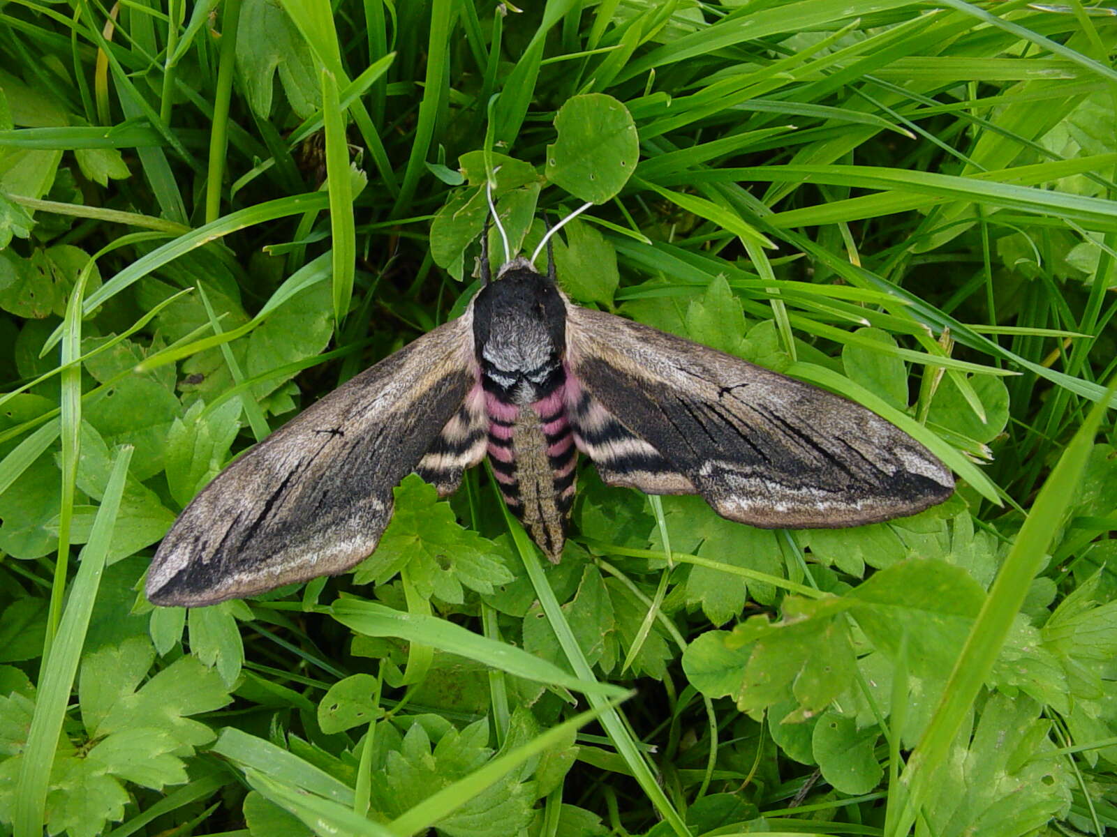 Image of privet hawk-moth