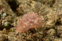 Image of Orange spot white lumpy slug