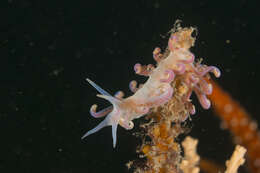 Image of Sea slug