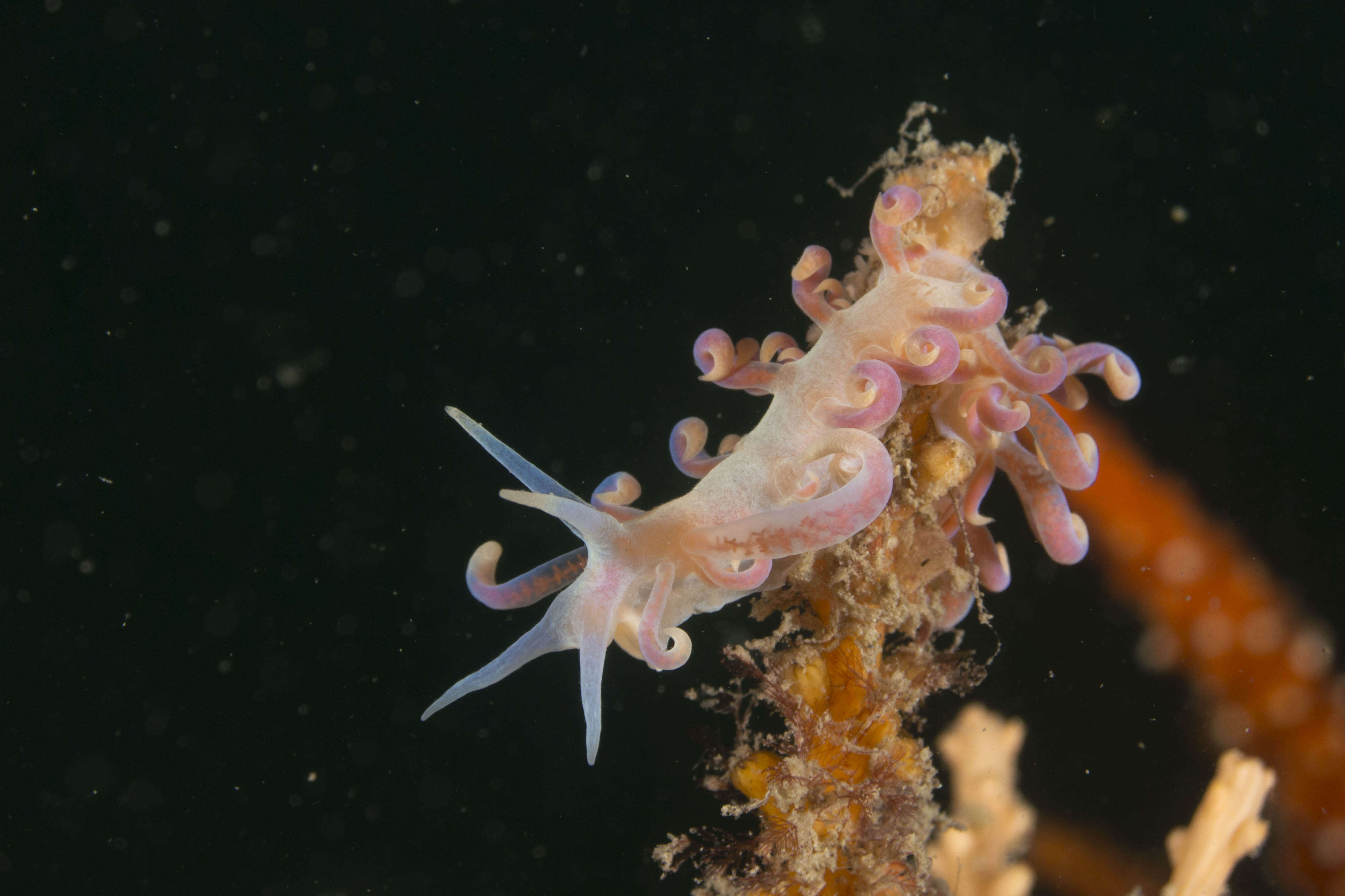 Image of Sea slug