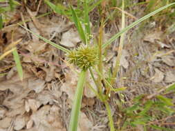 Image of Great Plains flatsedge