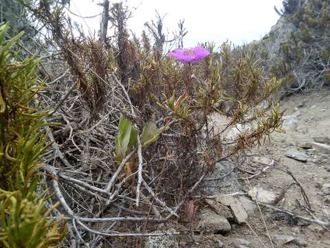 Image of Cistanthe grandiflora (Lindl.) Schltdl.