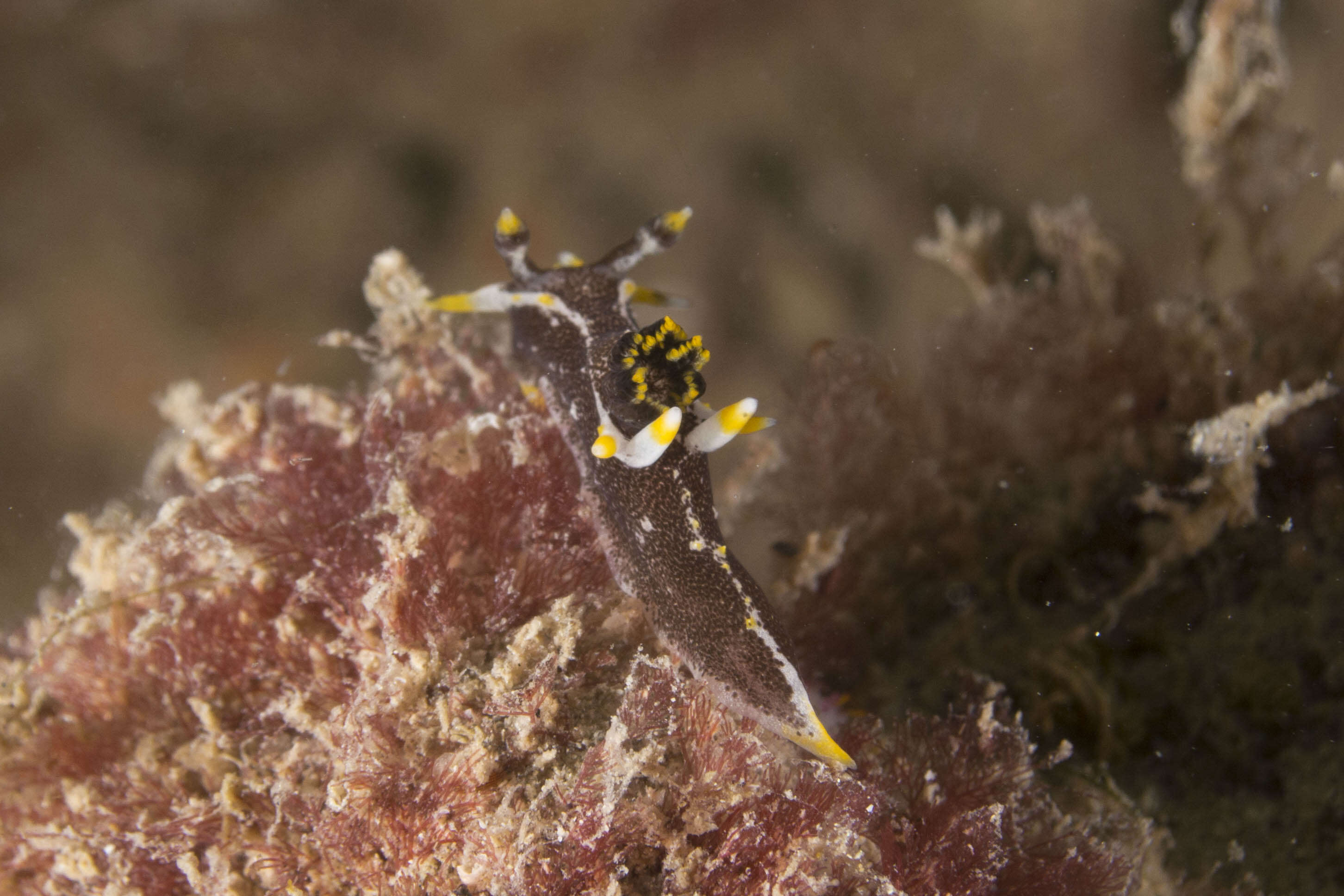 Image of Polycera Cuvier 1816