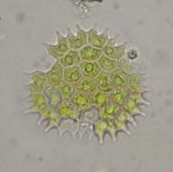 Image of Pseudopediastrum