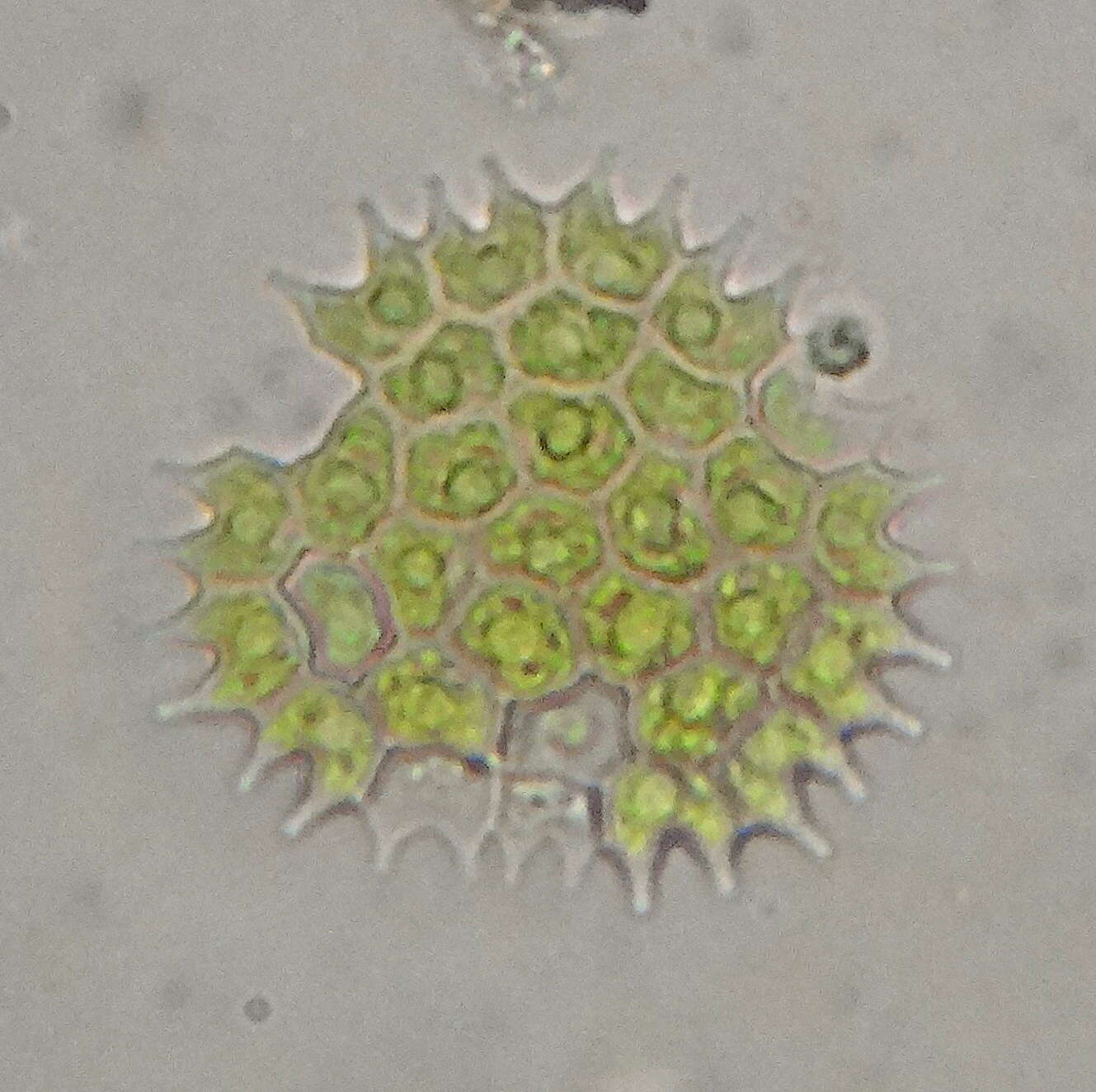 Image of Pseudopediastrum