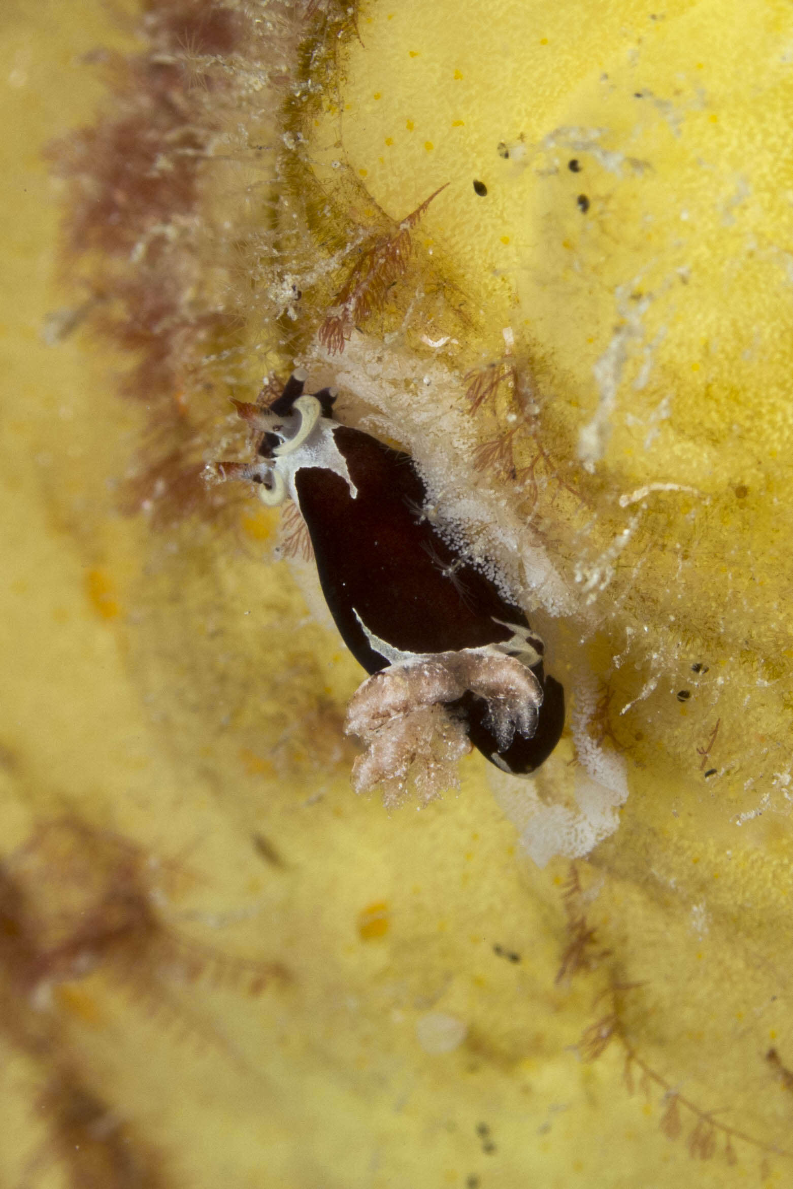 Image of camoflague slug
