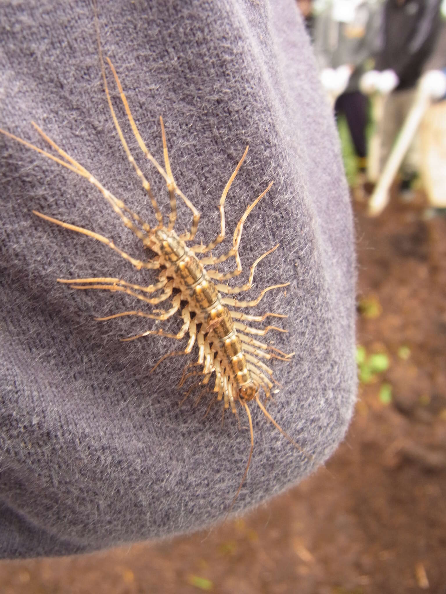 Image of Japanese House Centipede