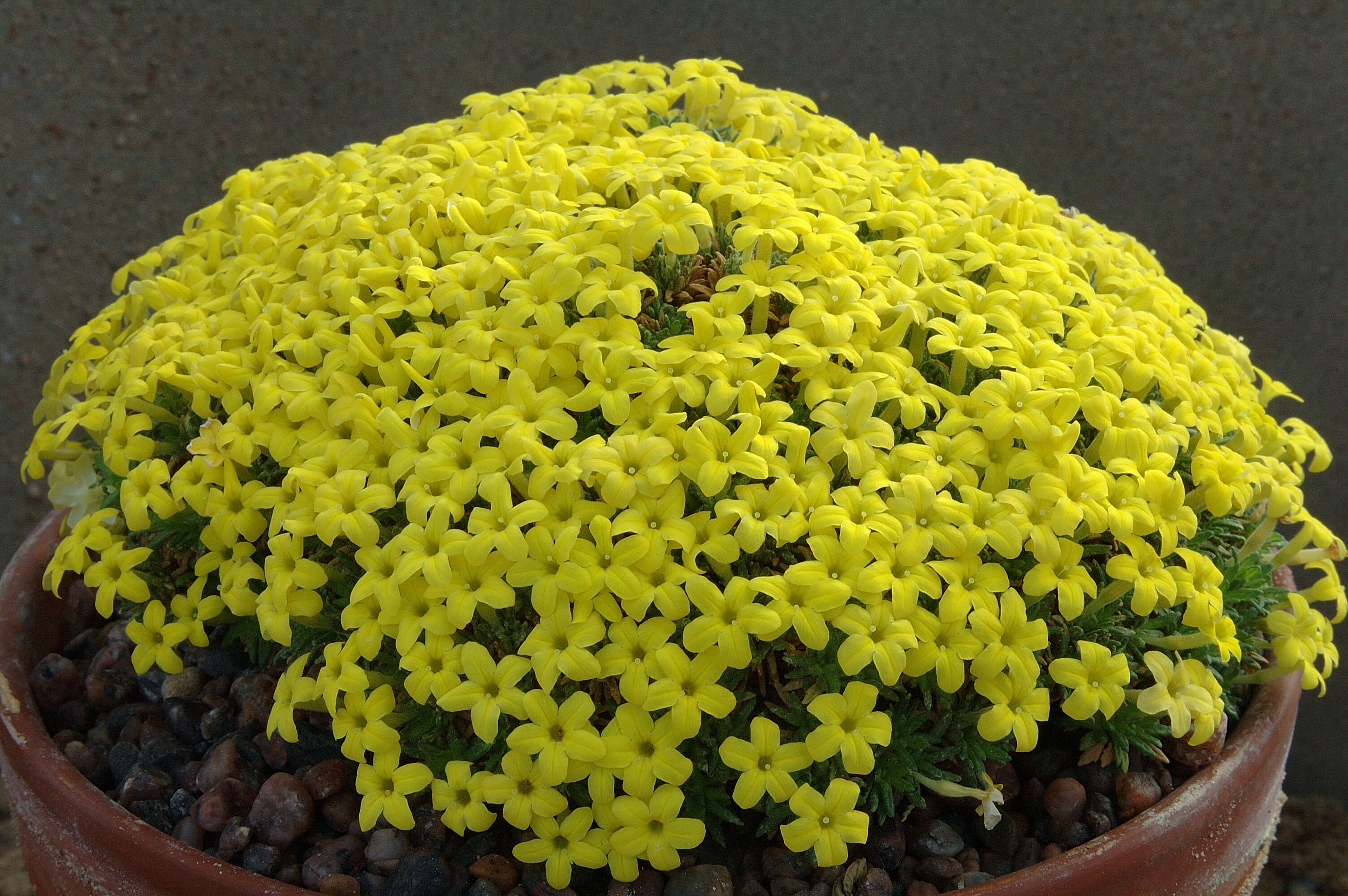 Image of Dionysia