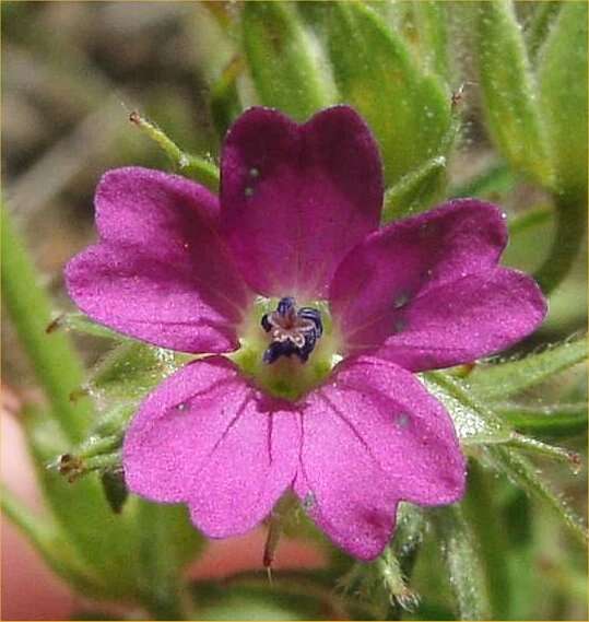 Plancia ëd Geranium dissectum L.