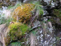 Слика од Sphagnum cuspidatum Ehrhart ex G. F. Hoffmann 1796
