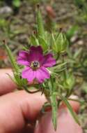 Image of cut-leaved cranesbill