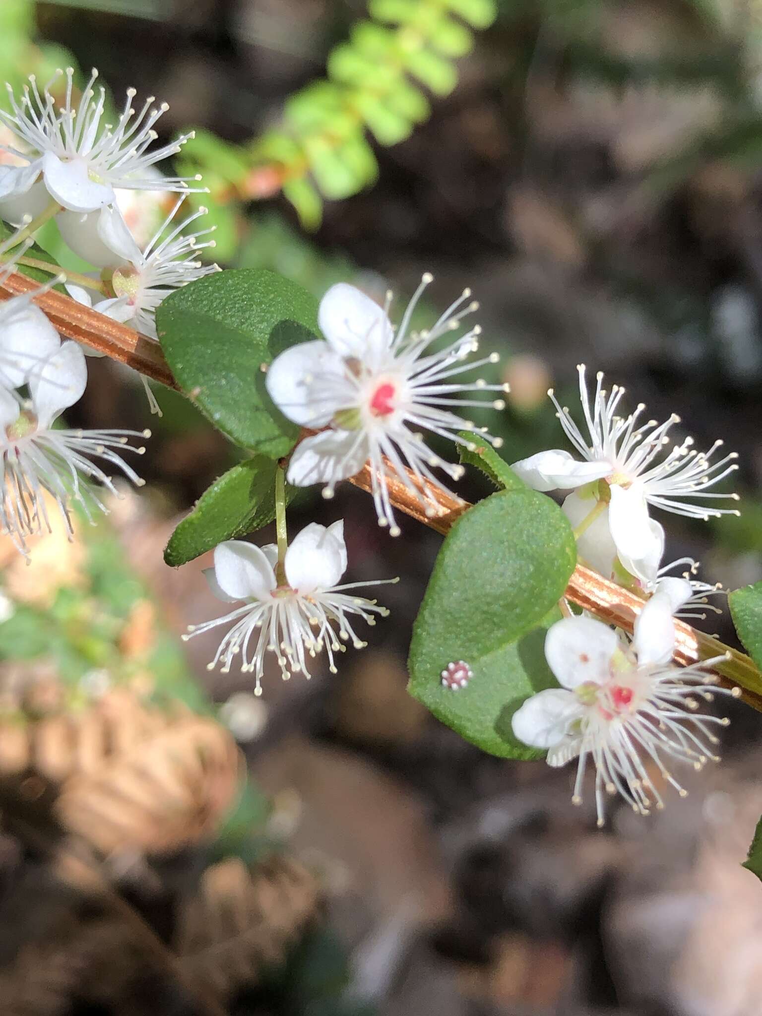 Image of Hypocalymma cordifolium Schau.