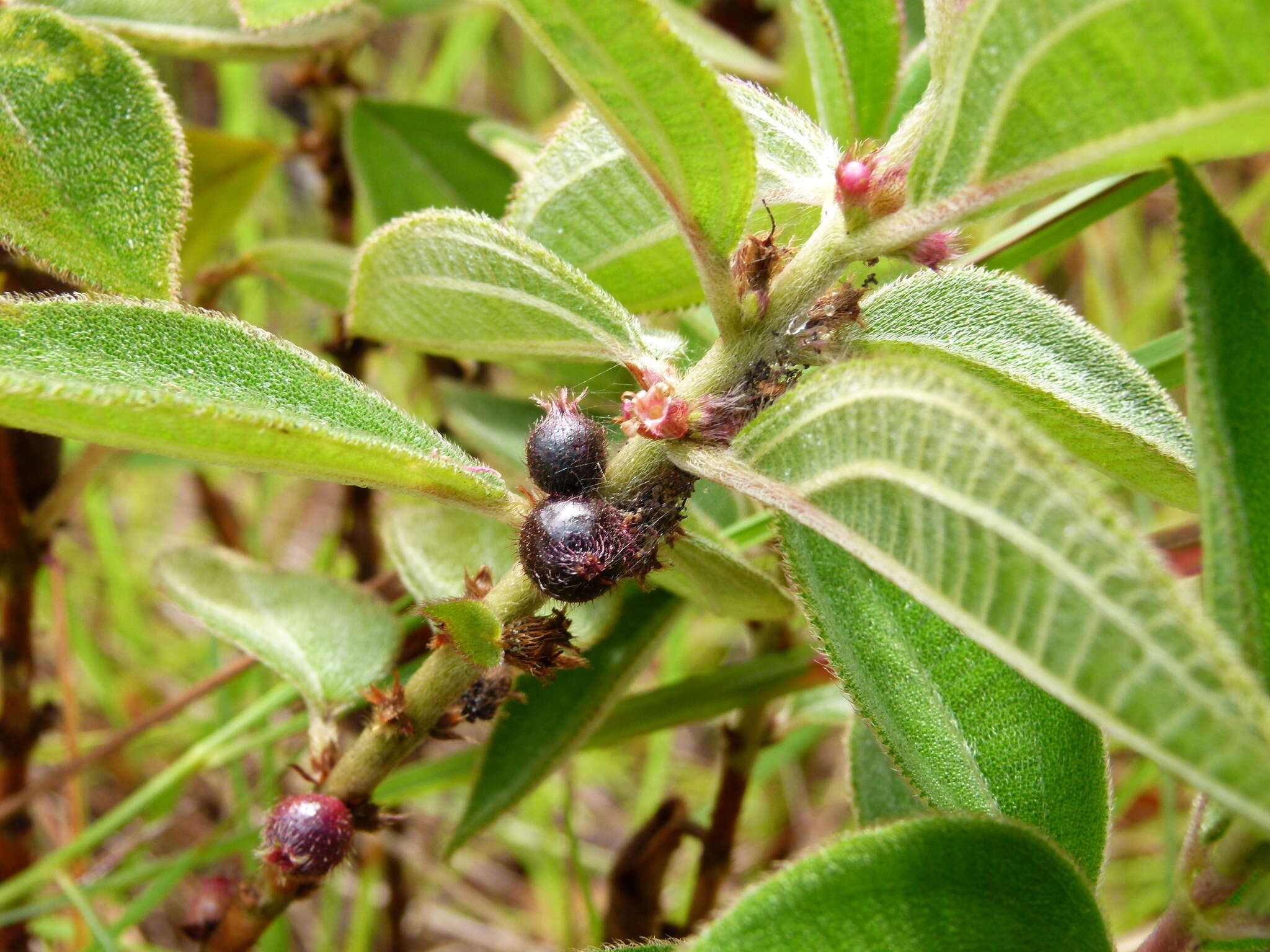 Image of Miconia sericea