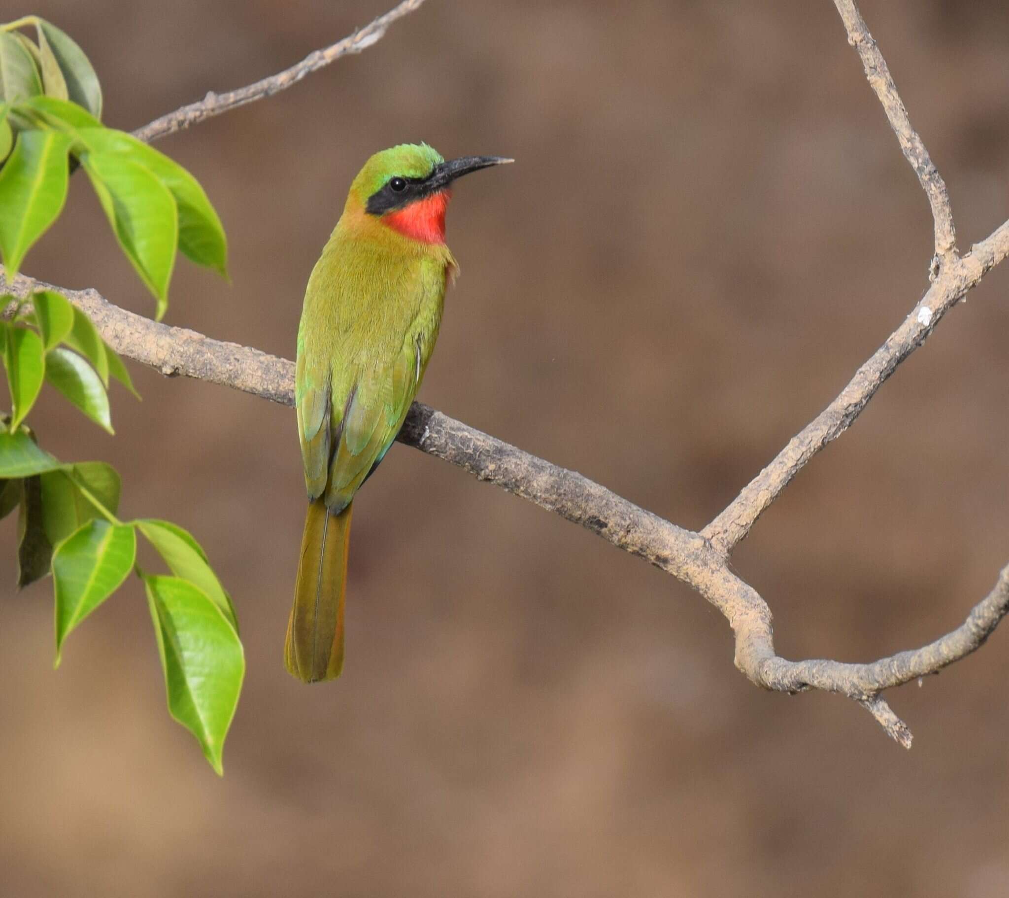 Image of Red-throated Bee-eater