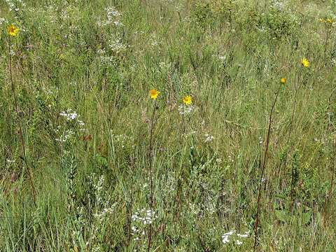 Image of fewleaf sunflower