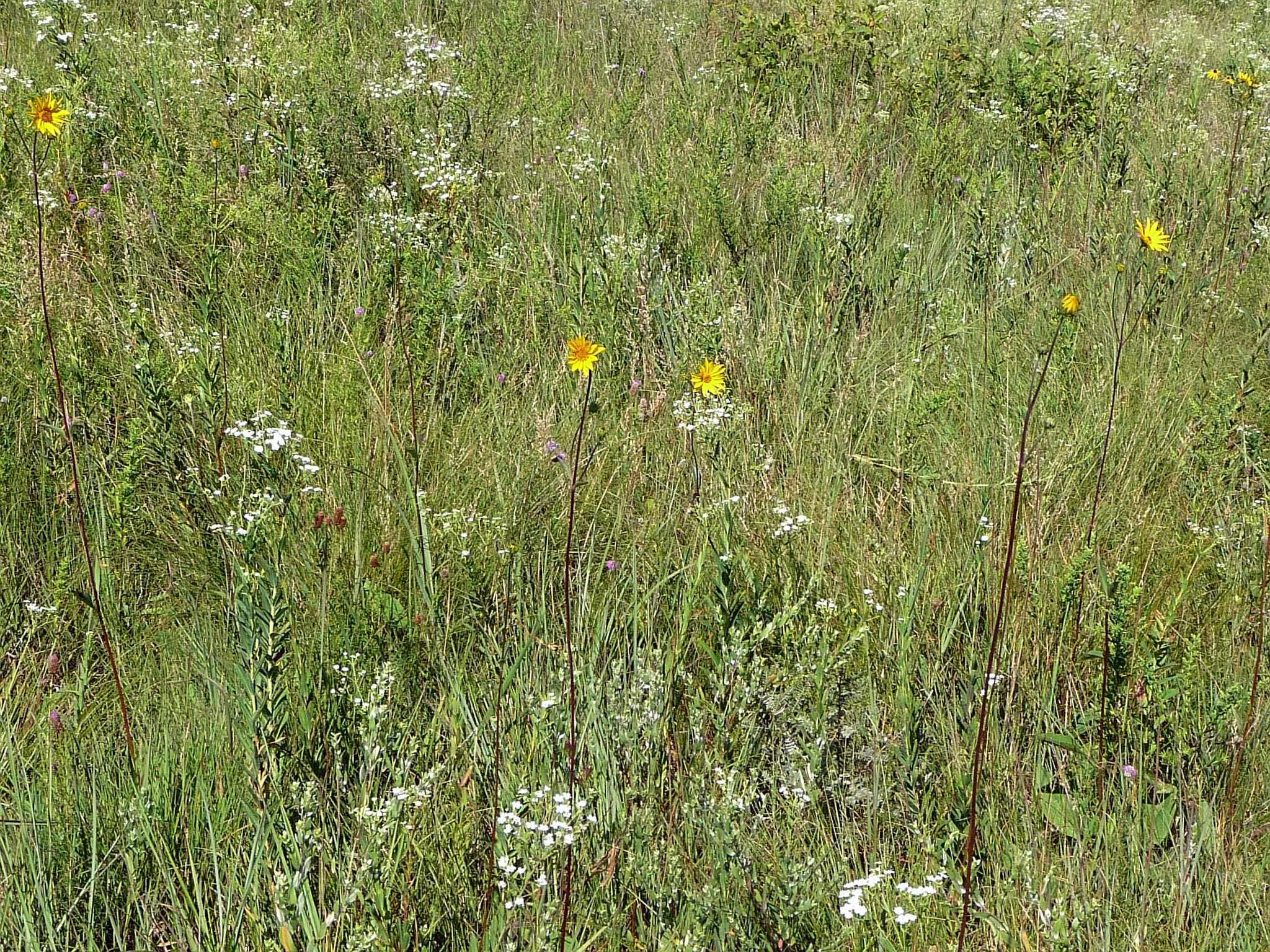 Helianthus occidentalis subsp. occidentalis的圖片