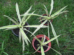 Image of Ribbon Plant