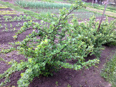 Image of European gooseberry