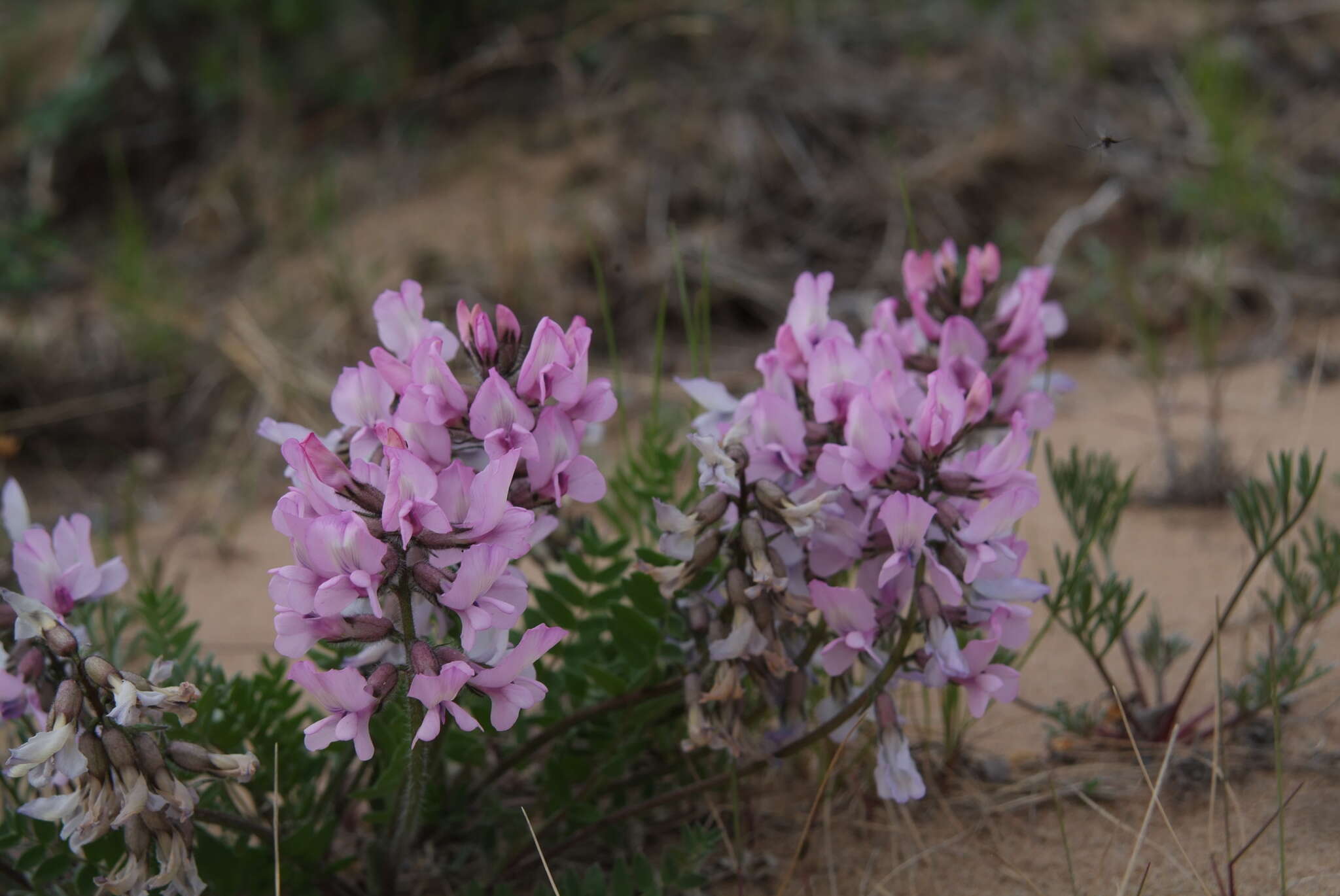 Plancia ëd Oxytropis sordida