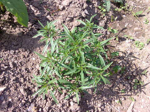 Image of tarragon