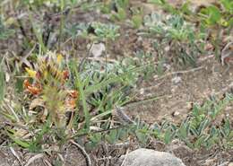 Слика од Dalea prostrata Ortega