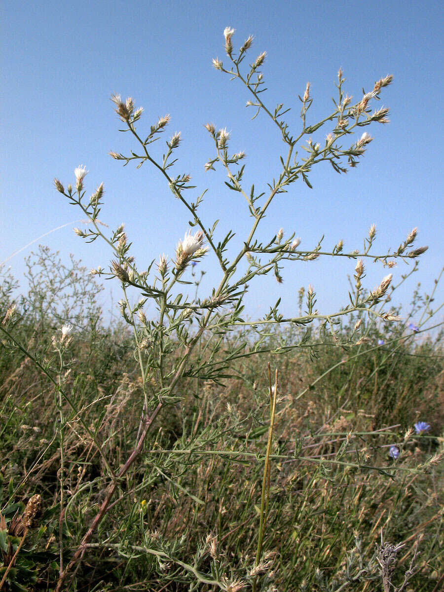 Image of diffuse knapweed