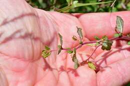 Imagem de Prunus texana Dietr.