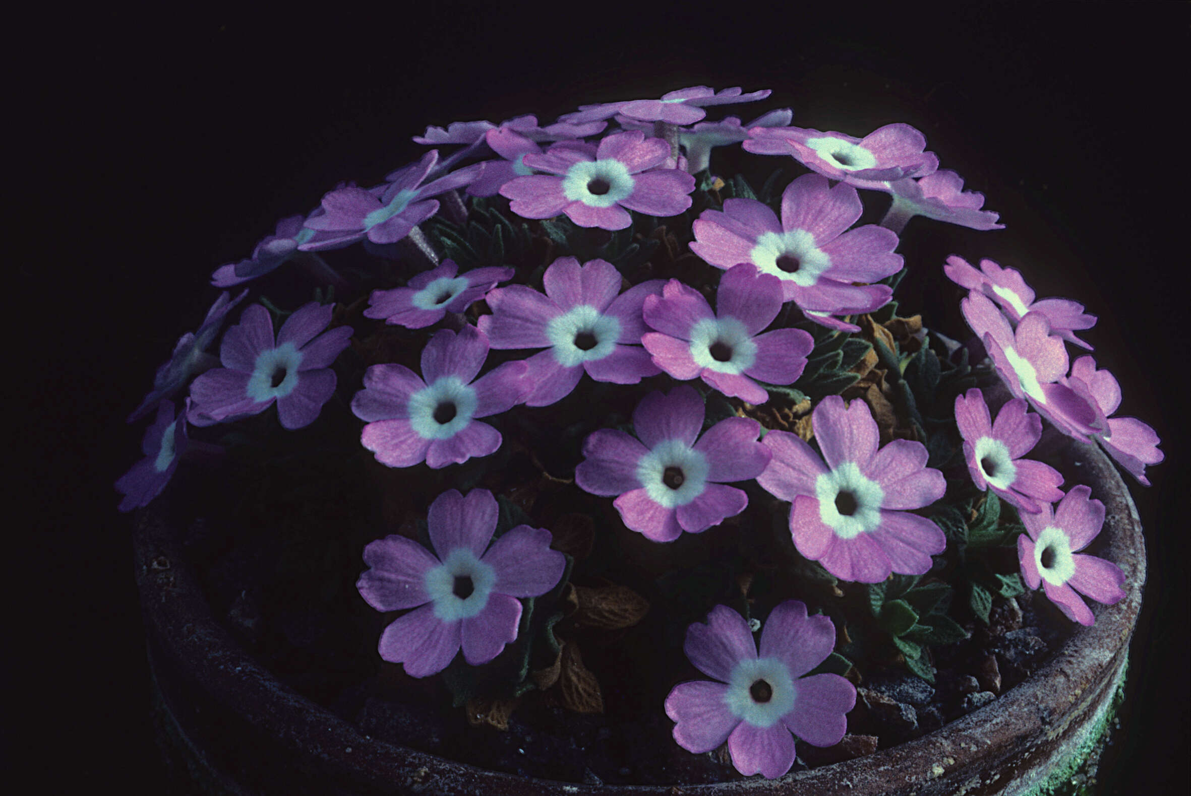 Image of Dionysia