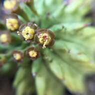 Image of Suzanne's Spurge